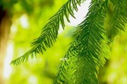 佳能相机如何调色拍绿色植物？拍出鲜艳绿色的技巧是什么？