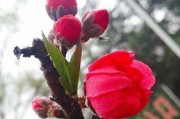 红杏出墙，情感的背叛（背叛）