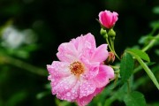 蔷薇之恋（蔷薇）
