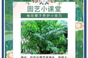 摄像师如何用手机拍摄椰子？拍摄技巧有哪些？