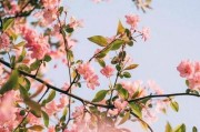 苹果手机拍照花卉鲜艳怎么设置？设置后效果如何？