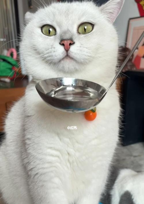 冬天猫不爱喝水怎么办（解决猫咪冬季饮水问题的方法和技巧）