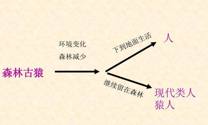 人类起源的奇迹（揭开人类起源之谜）