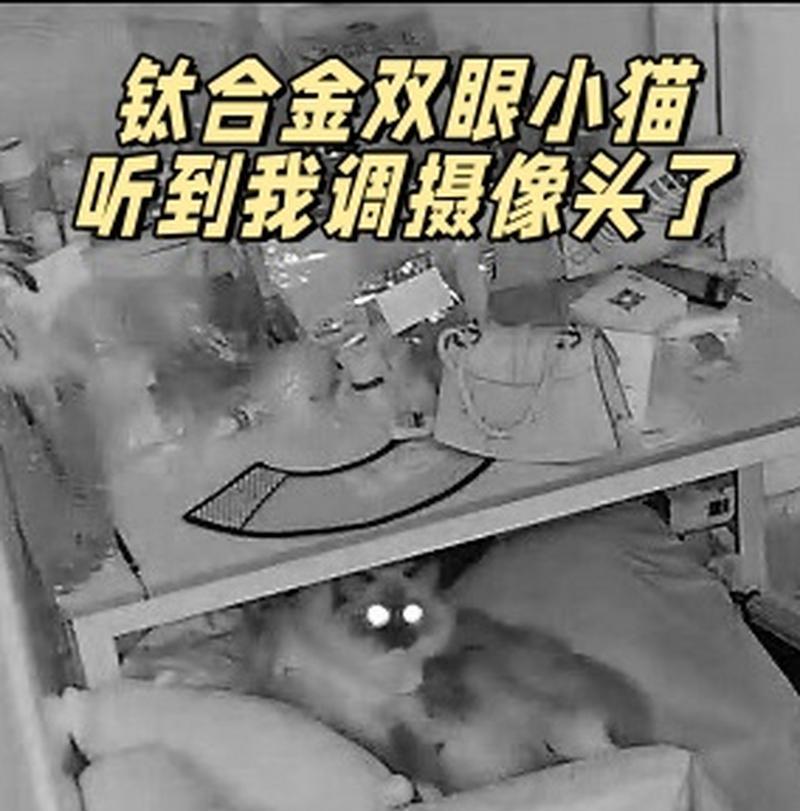 猫玩具手机摄像头的使用方法是什么？