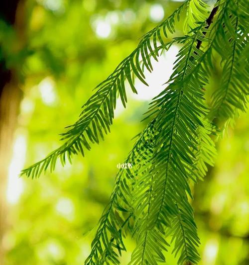 佳能相机如何调色拍绿色植物？拍出鲜艳绿色的技巧是什么？