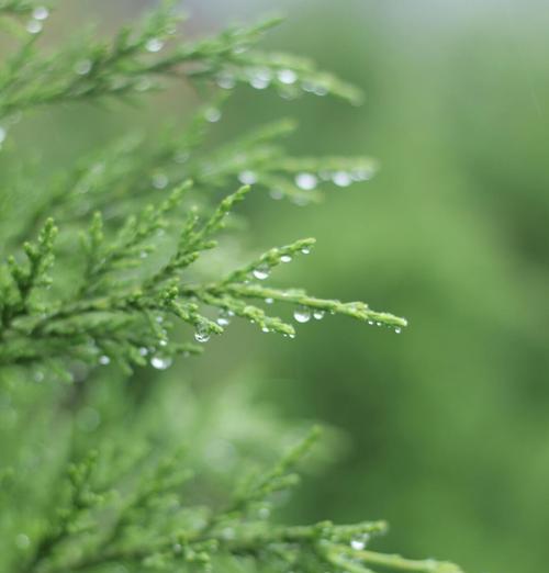 佳能相机如何调色拍绿色植物？拍出鲜艳绿色的技巧是什么？